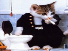 chat marocaine