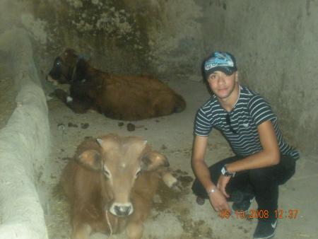 abdallah avec la vache